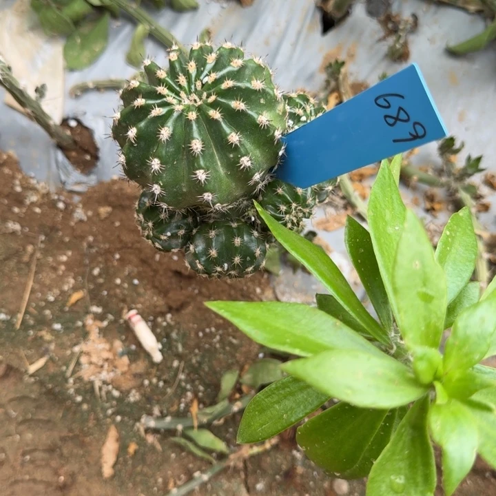 尐*虫丽花仙人球仙人掌689