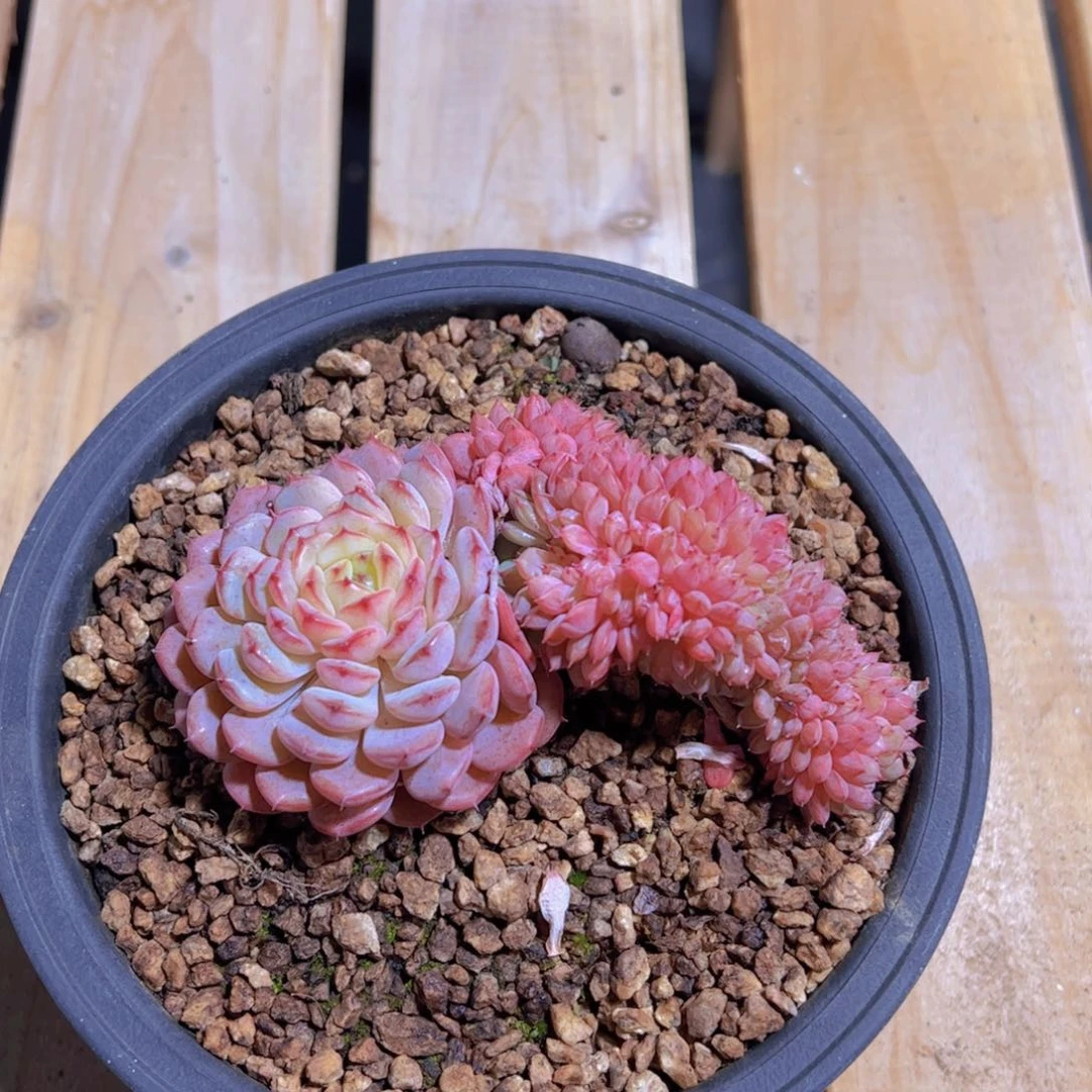 心**飞白胖子，多肉植物