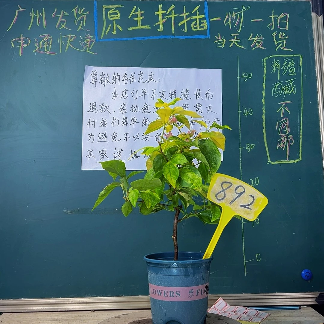 当前无花栽培后可以开花斑红樱 892