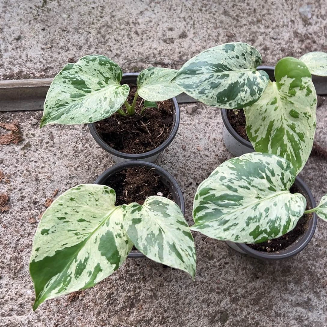 完全开放妙蛙777不售后随机发货