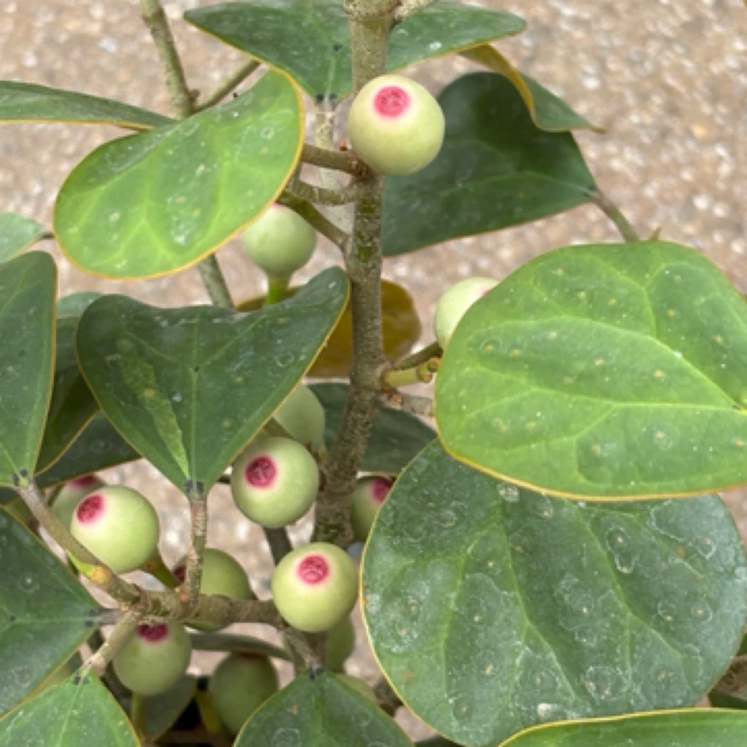 菩提水培·盆栽树，套盆