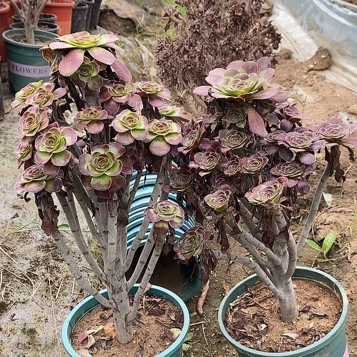 两颗多肉植物0056