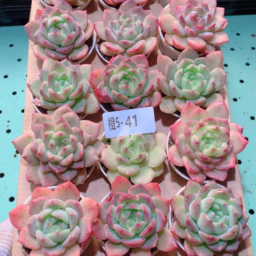 5-41一物一拍多肉带盆18颗