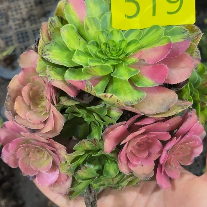 多肉植物福利来519个