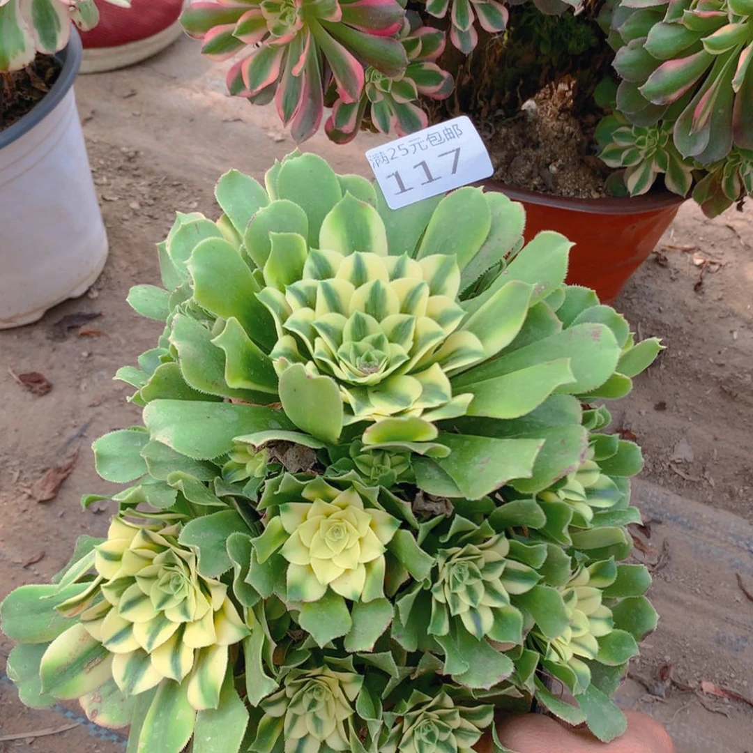 117辛尼亚老桩多肉植物