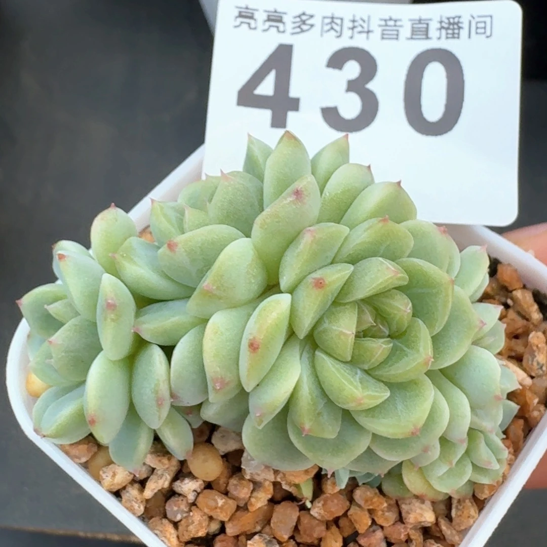 纸鸢         多肉植物