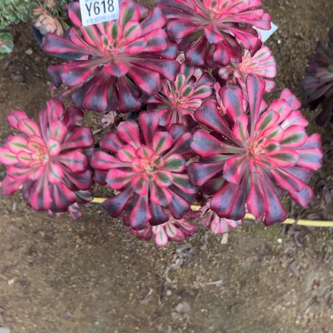 618香奈儿官服25左右2