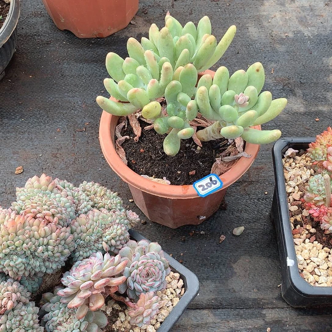 206芒果奶 一物一拍多肉