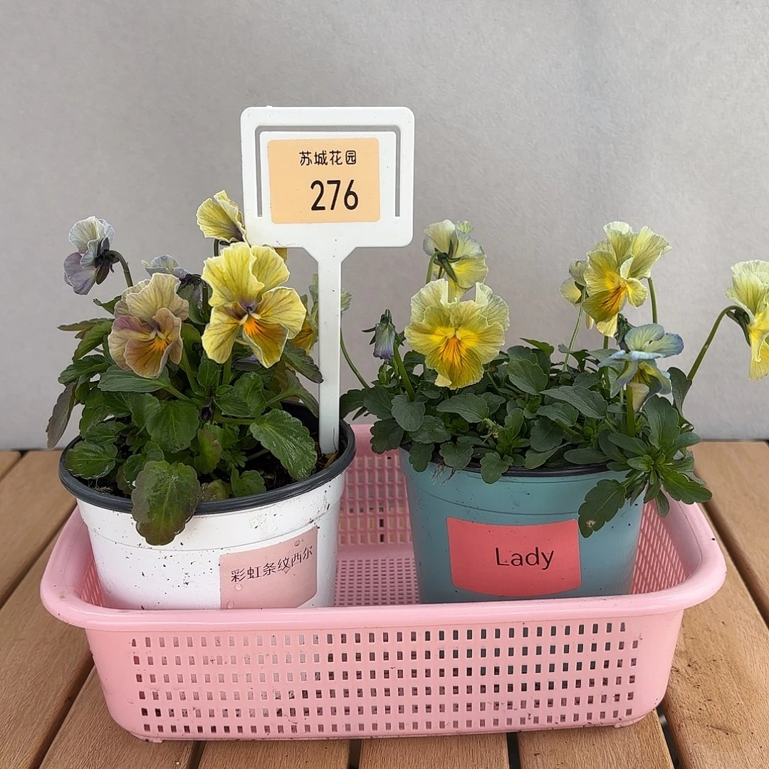 大部分开放少量花苞276