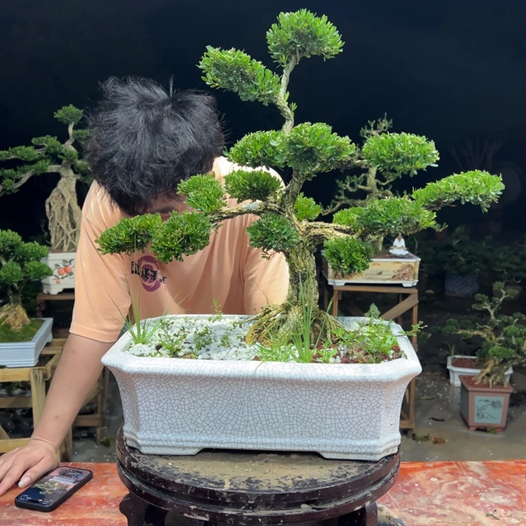 无花朵广东皱皮雀舌黄杨