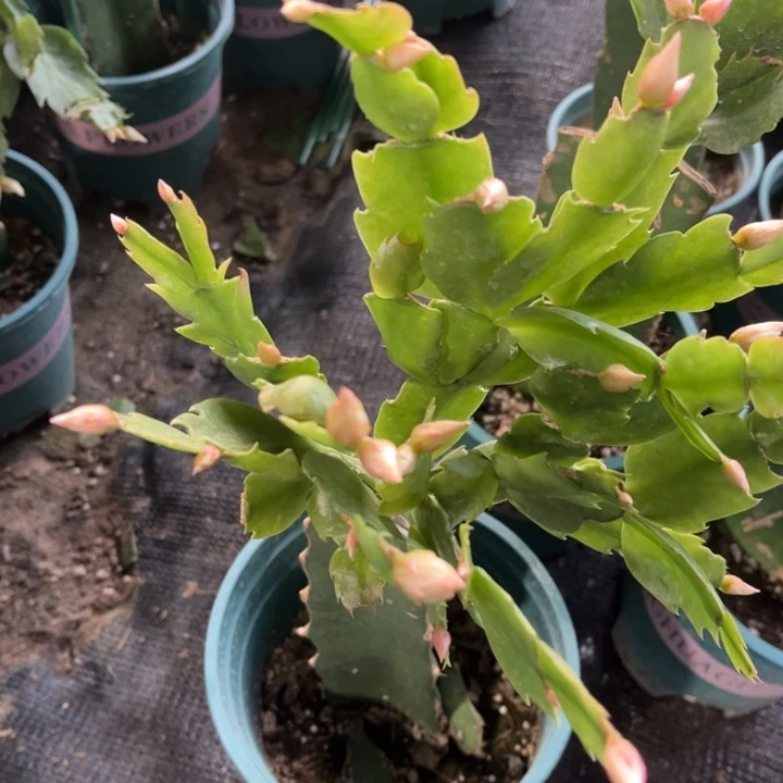 花***香65号038，11111111111