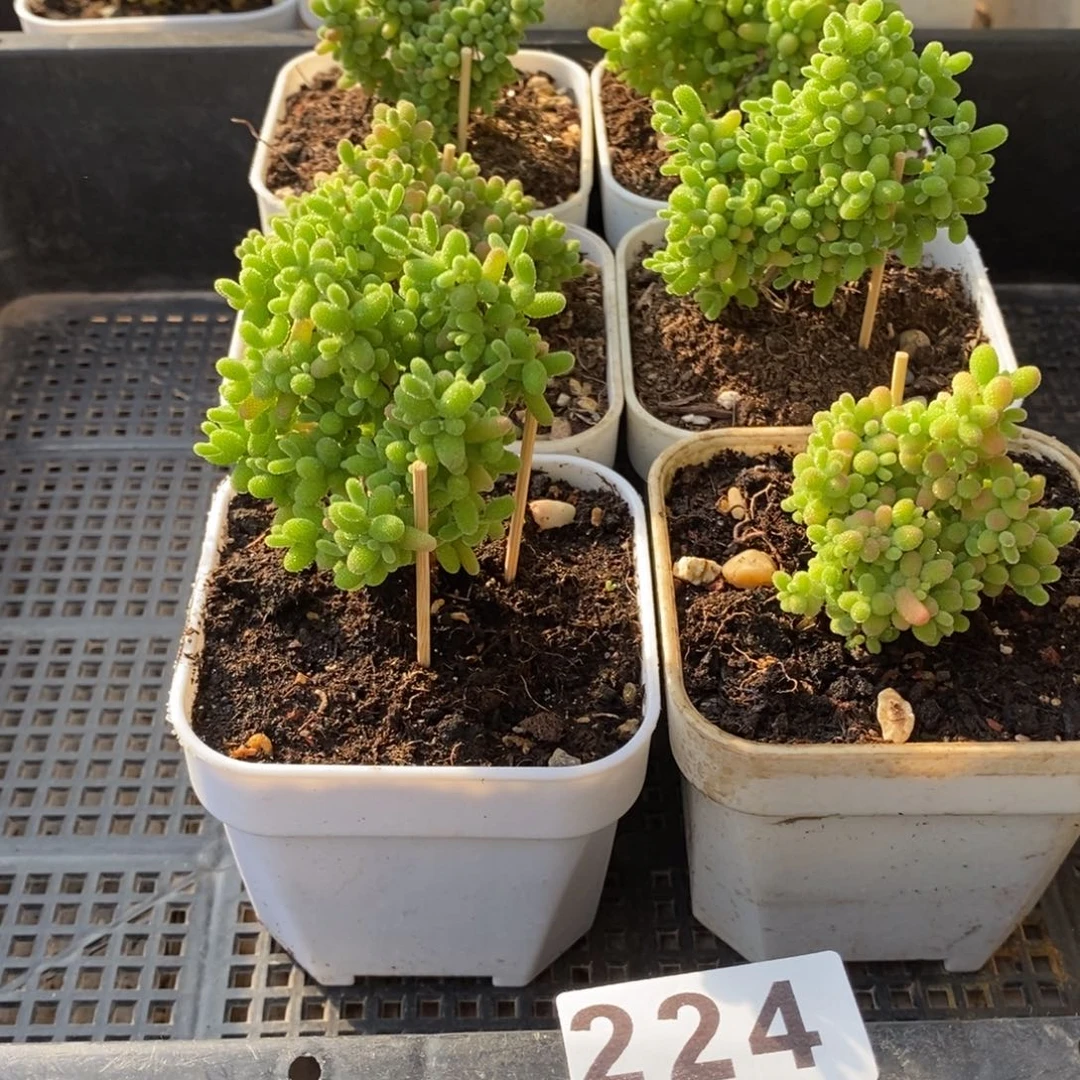 枝干番杏蜜桔糖球224