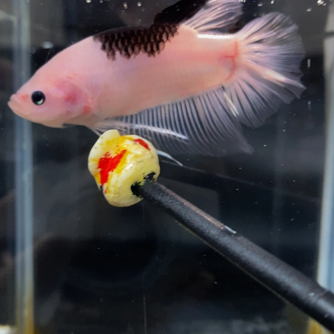 斗鱼260巨斗111111