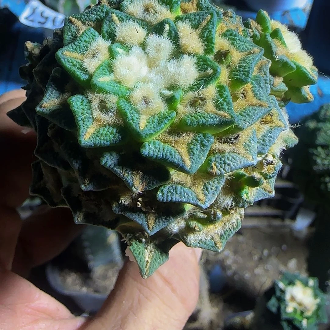 大屁股黑牡丹722仙人球