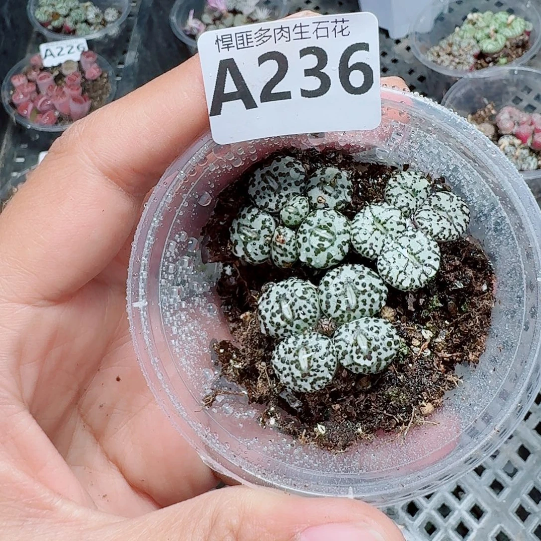 236多肉植物多肉植物