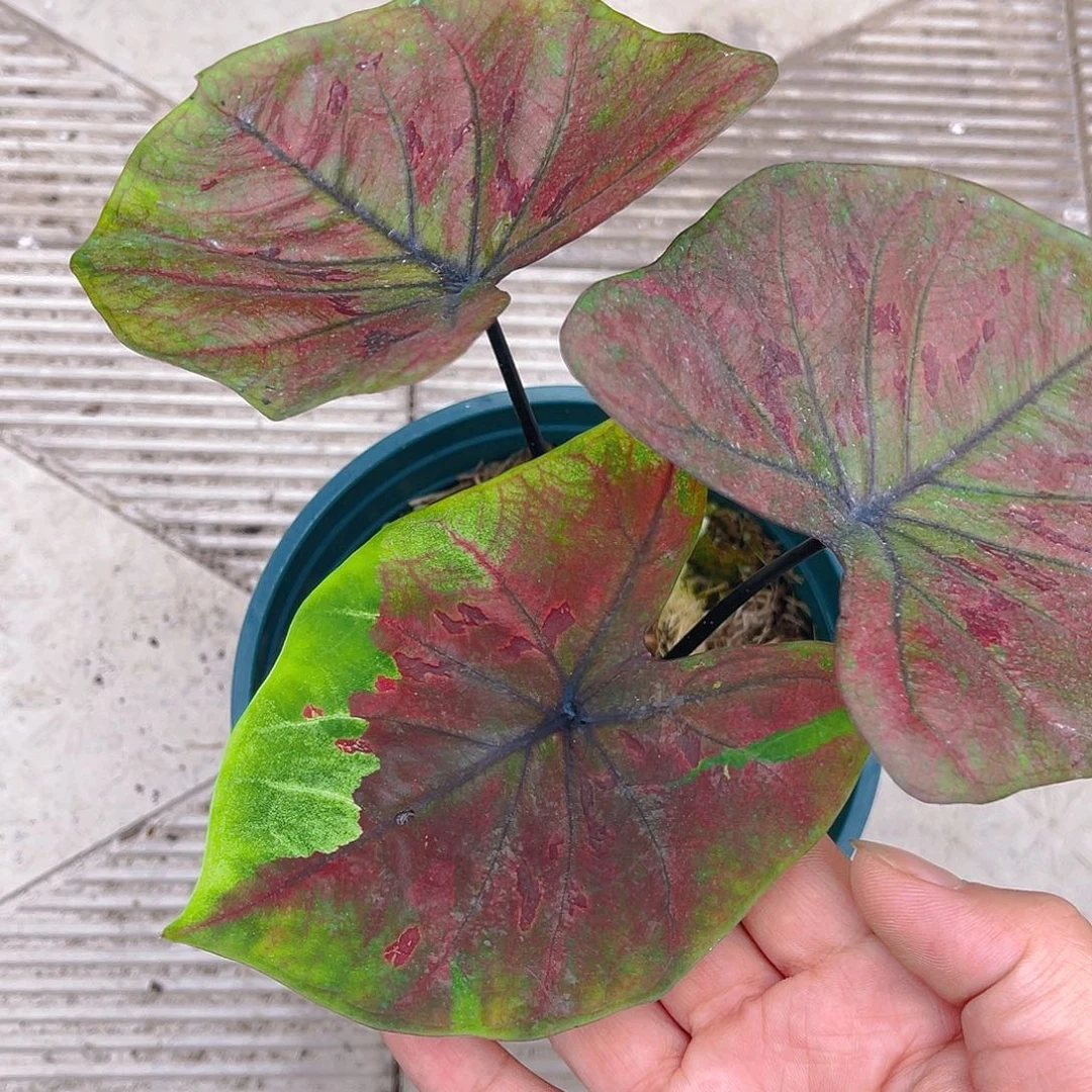 完全开放泰彩一物一拍4496