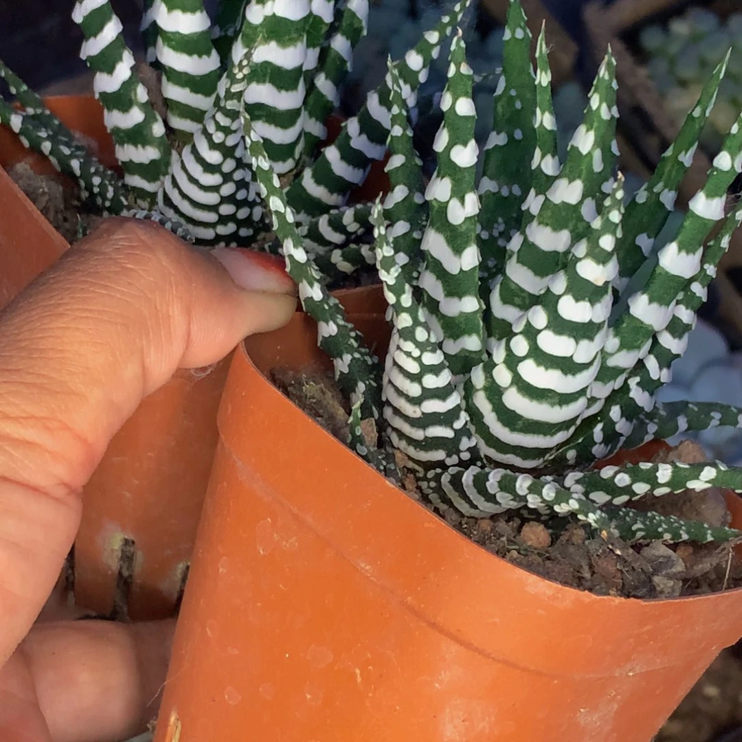 斑马。（满9.99包邮不满9.99发叶子）