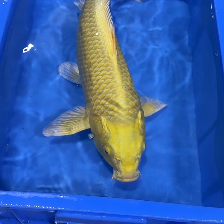 海水赤目芒果黄金