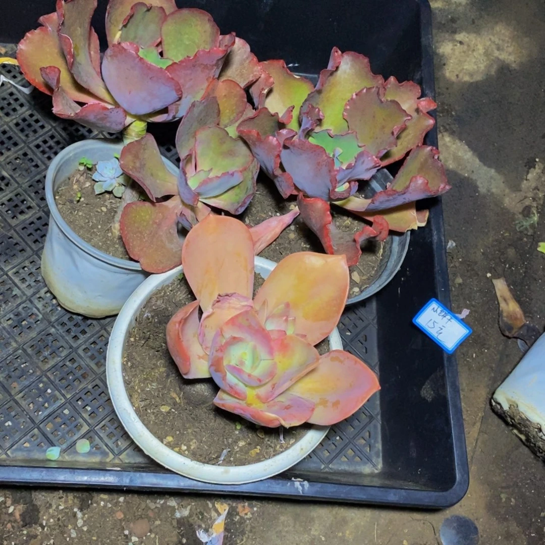 小***ε一物一拍一物一拍