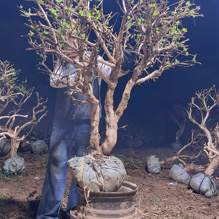 当前无花栽培后可以开花