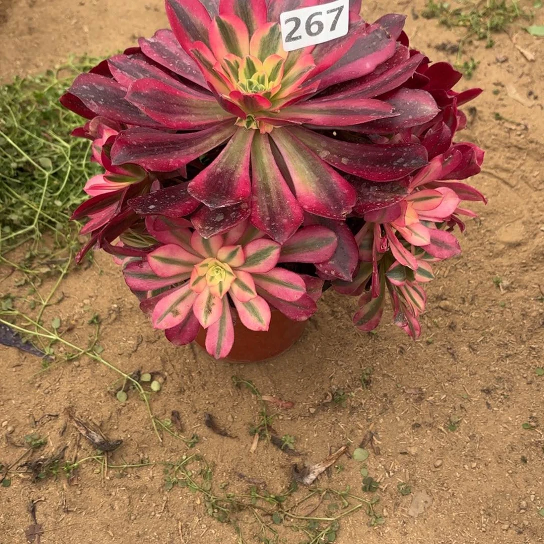 Q*267美杜莎多肉有短枝不包损