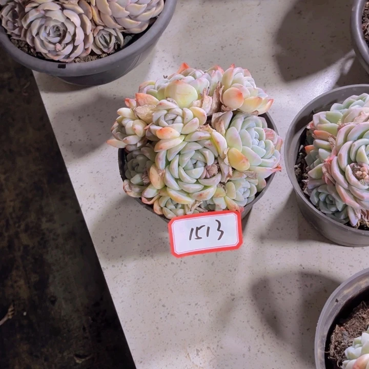 夏***✨1513冰玉多肉