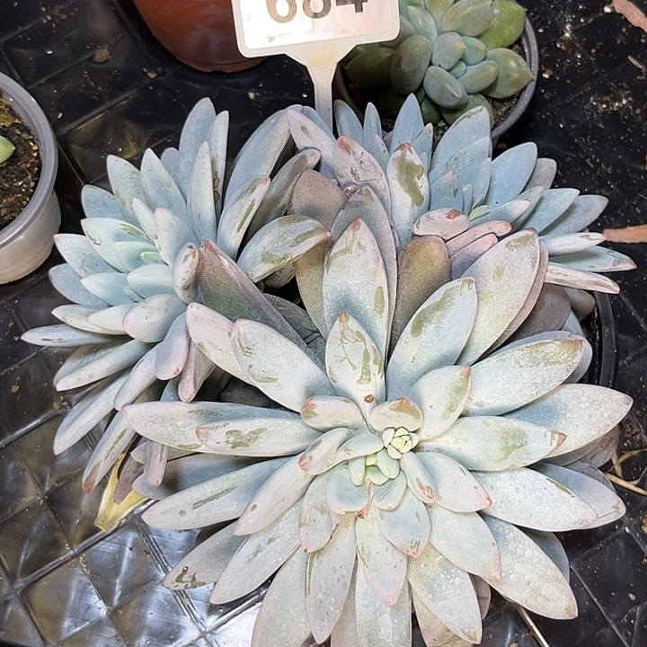 多肉植物橙龙群684