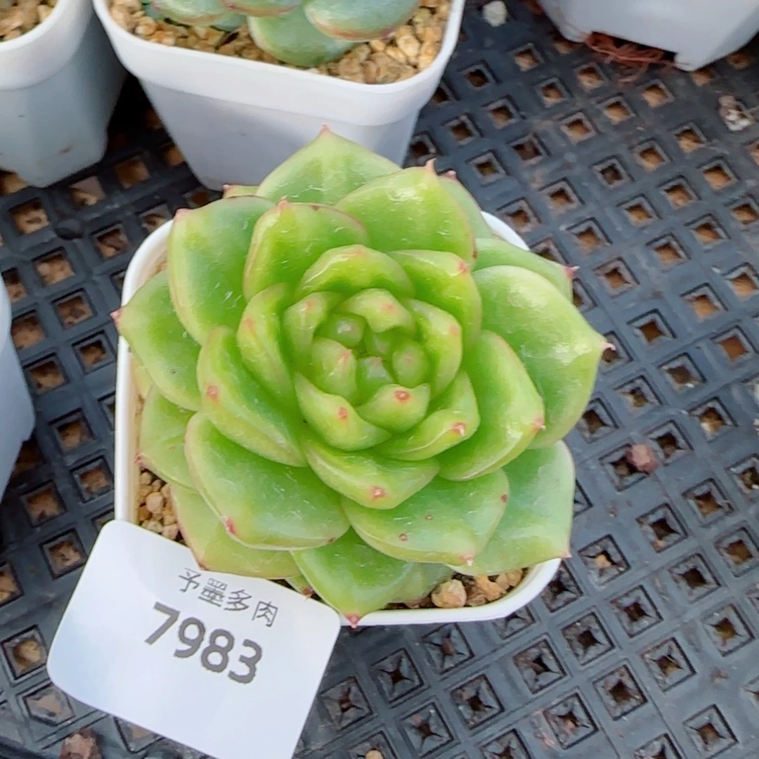 烟***花玉芷珍妮，7983多肉植物