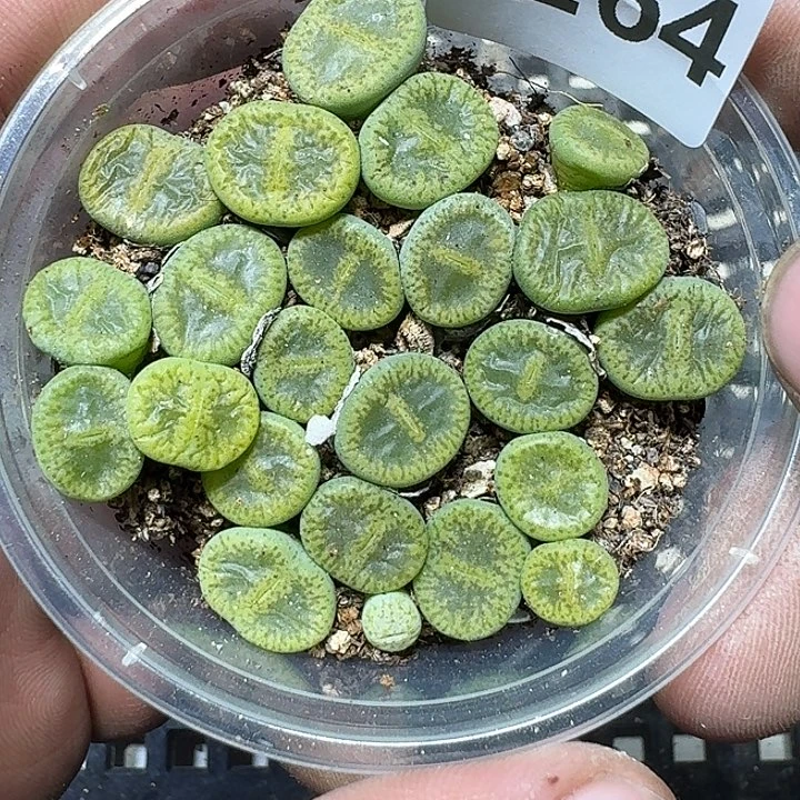 264 多肉植物多肉植物