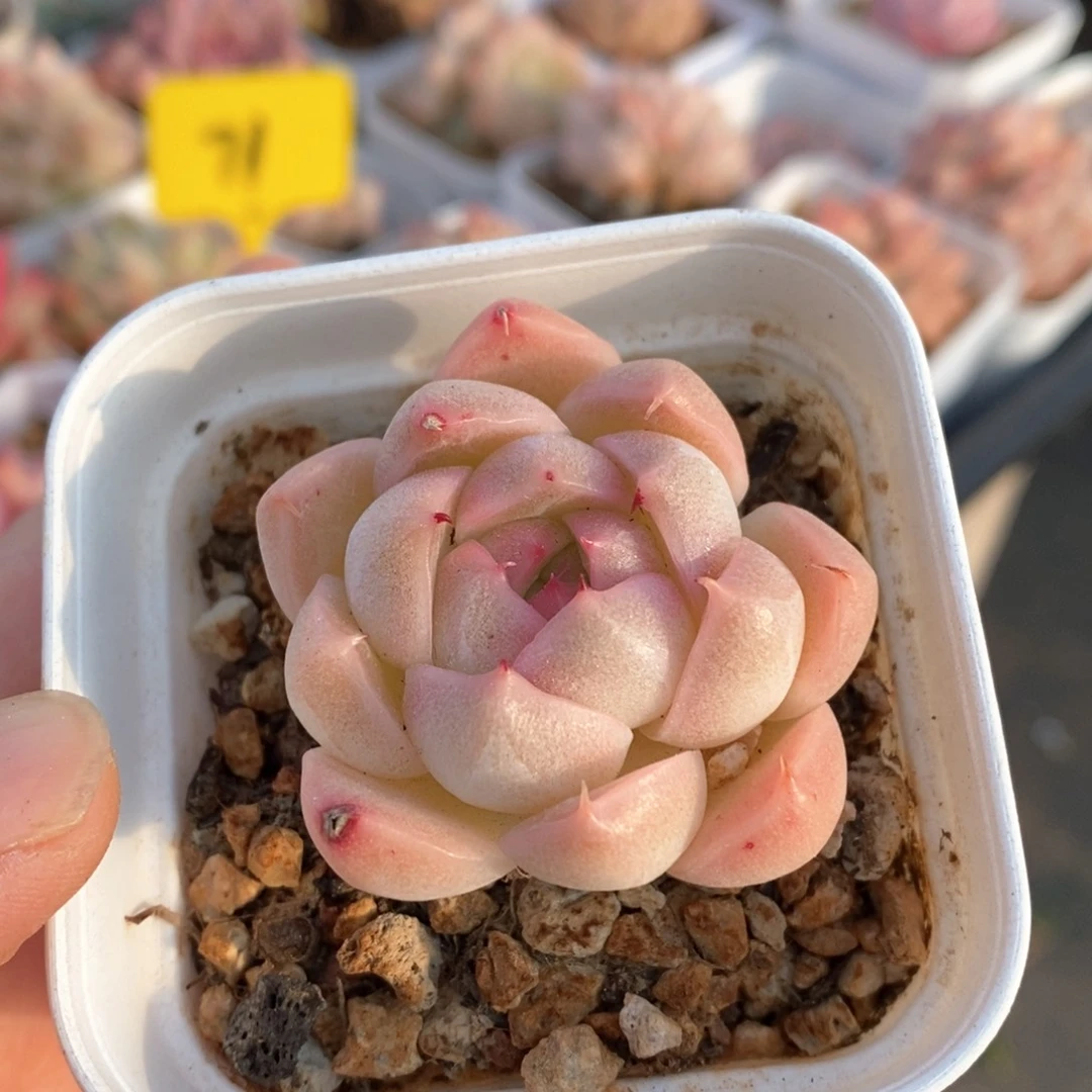 精品多肉一物一拍不包整171