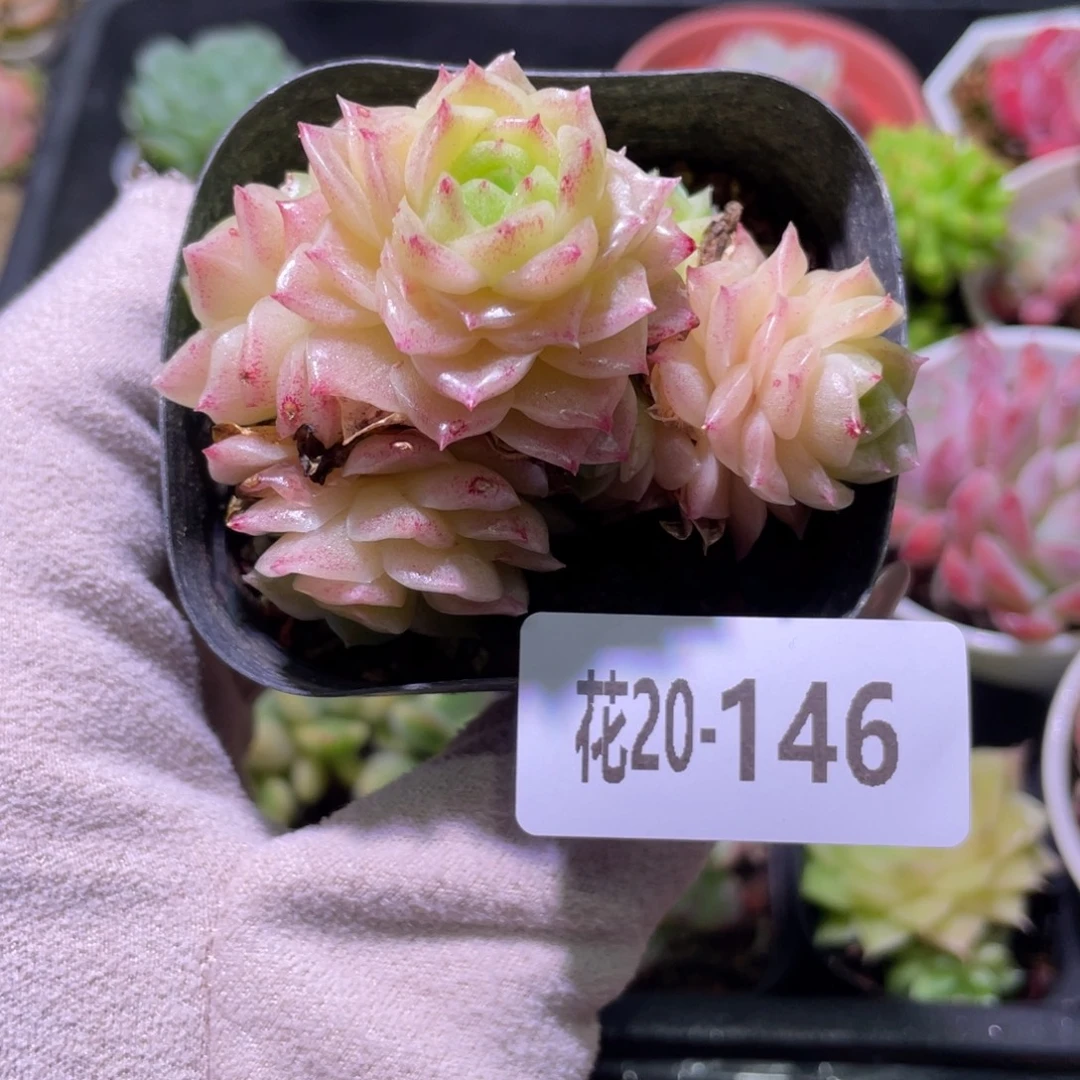 花利美20-146幻影