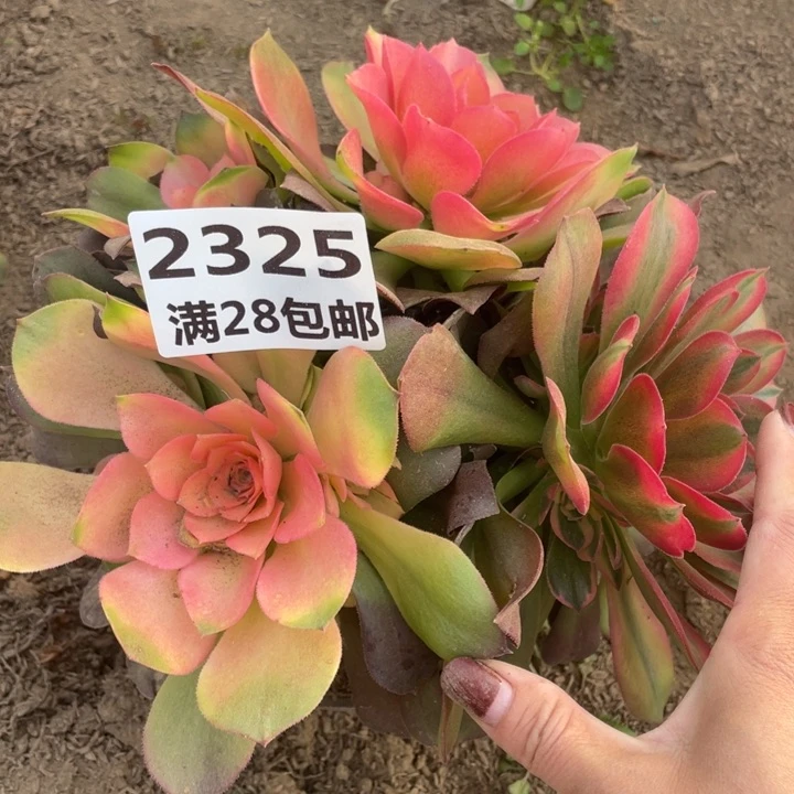 2325一号棚雅典娜多肉植物C