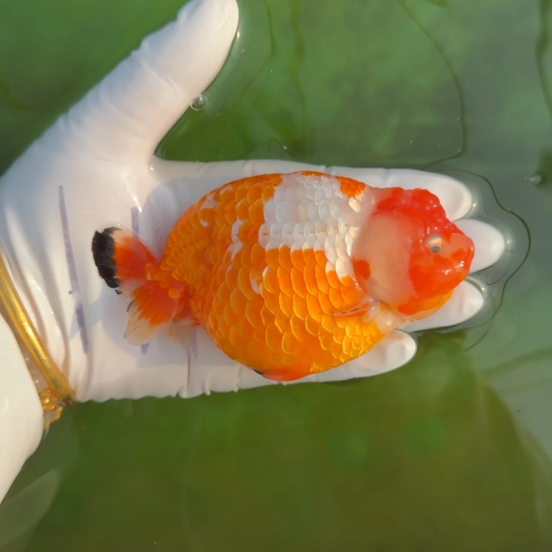 金鱼00024樱花娃娃脸闪麟