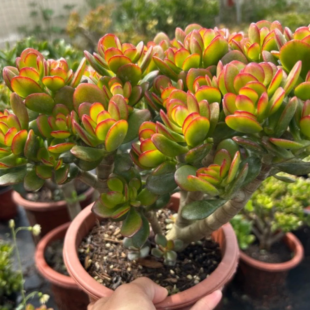 姬红花月老桩多肉植物盆栽带盆土发货新手好养活