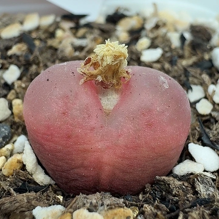 老马生石马1.8吕红2152