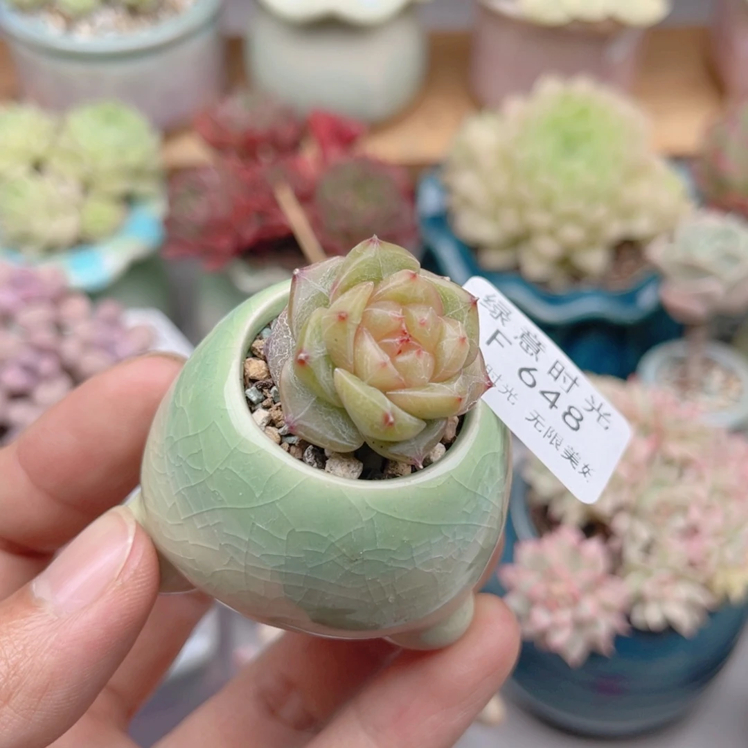 648 珍妮 带陶瓷盆发货 满28包邮