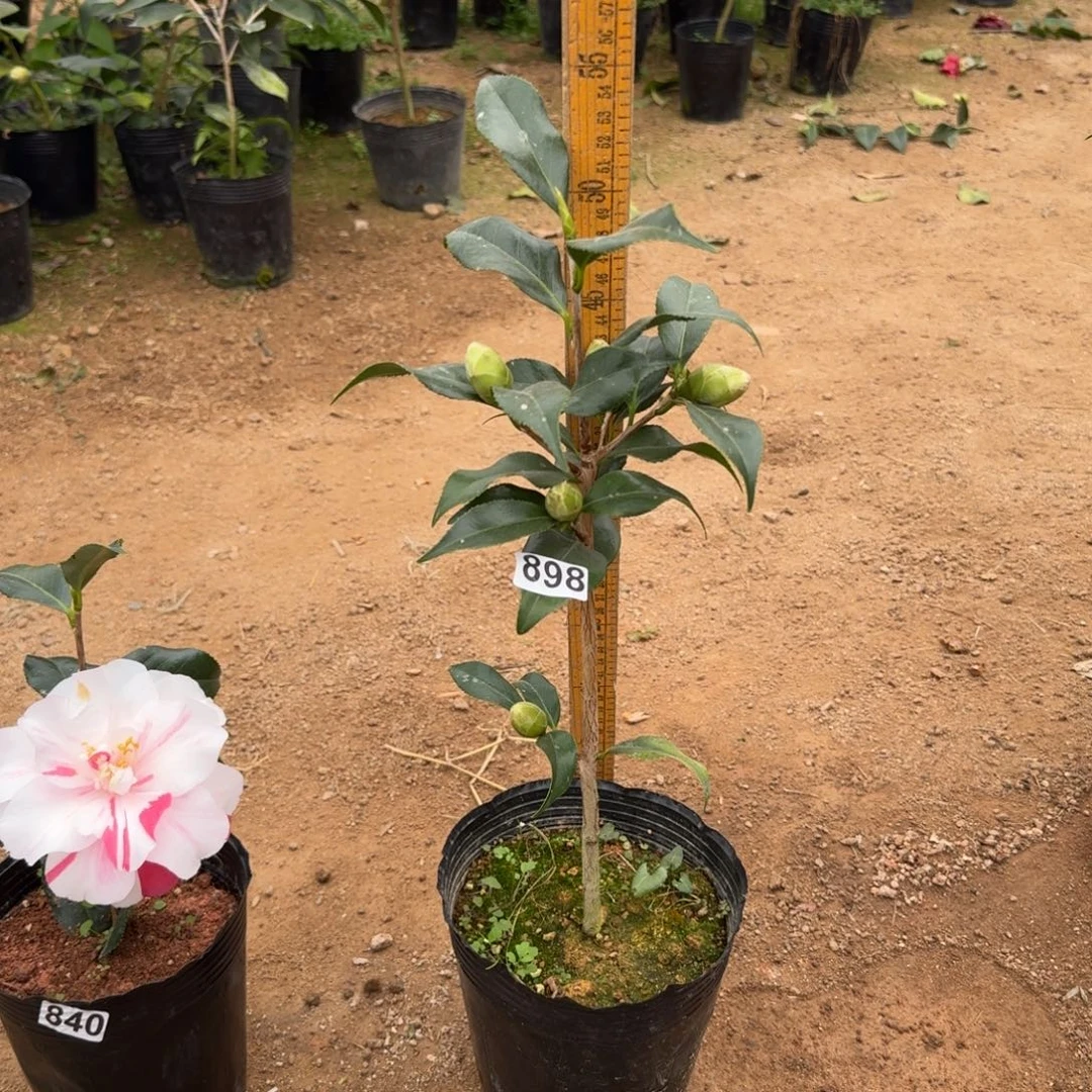 少量花朵（建议范围：2朵-5朵 或40%以下）898江户锦