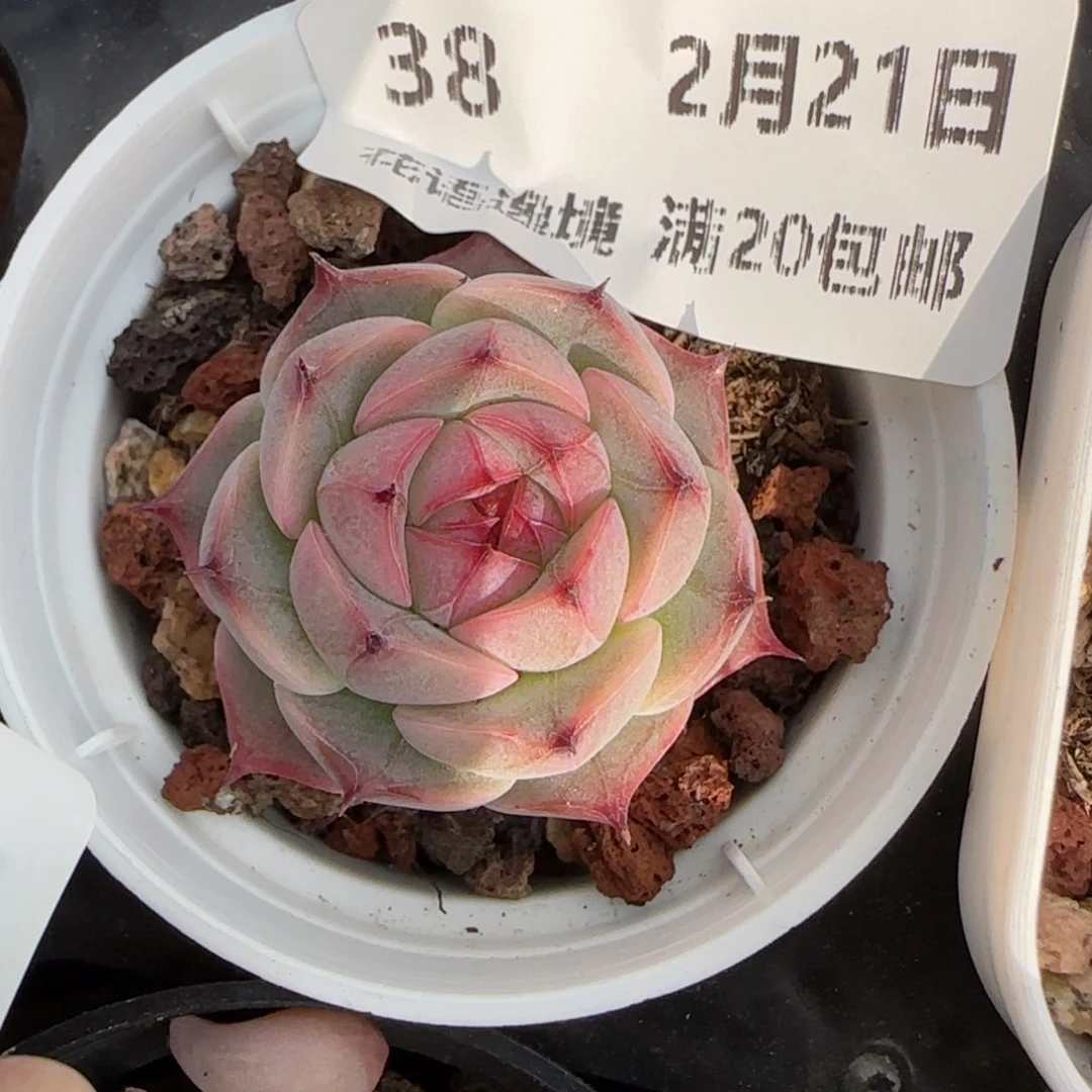 花语逸境0221-38