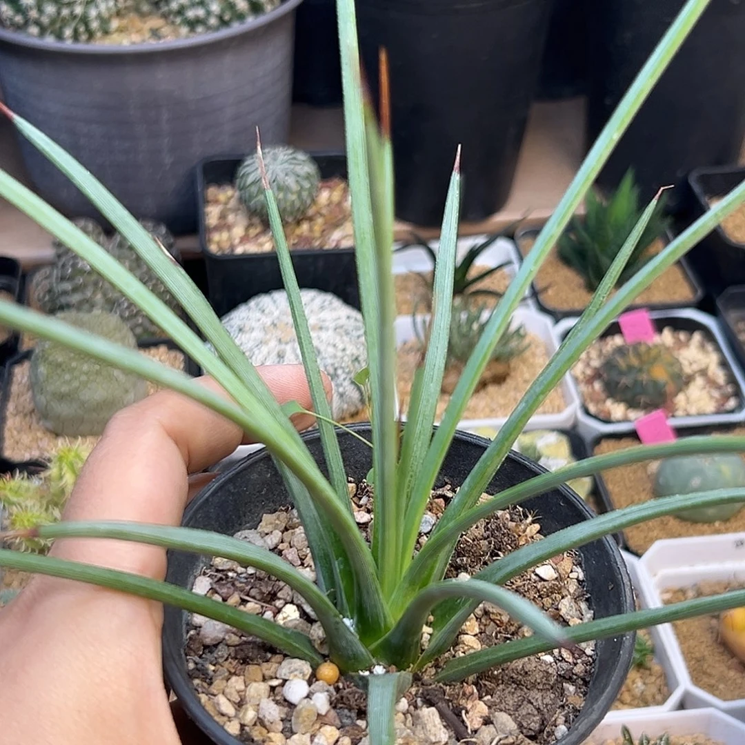 龙舌兰脱土一颗一颗