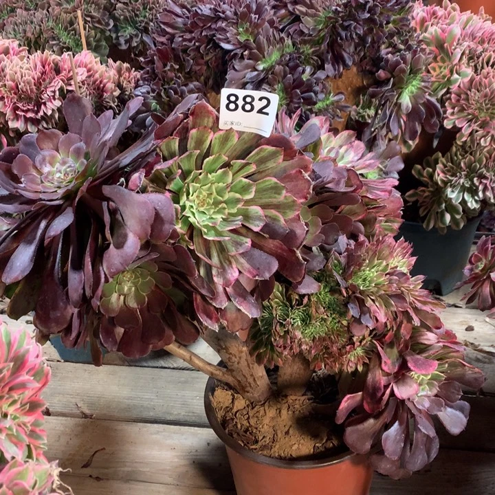 882水墨画缀多肉法师