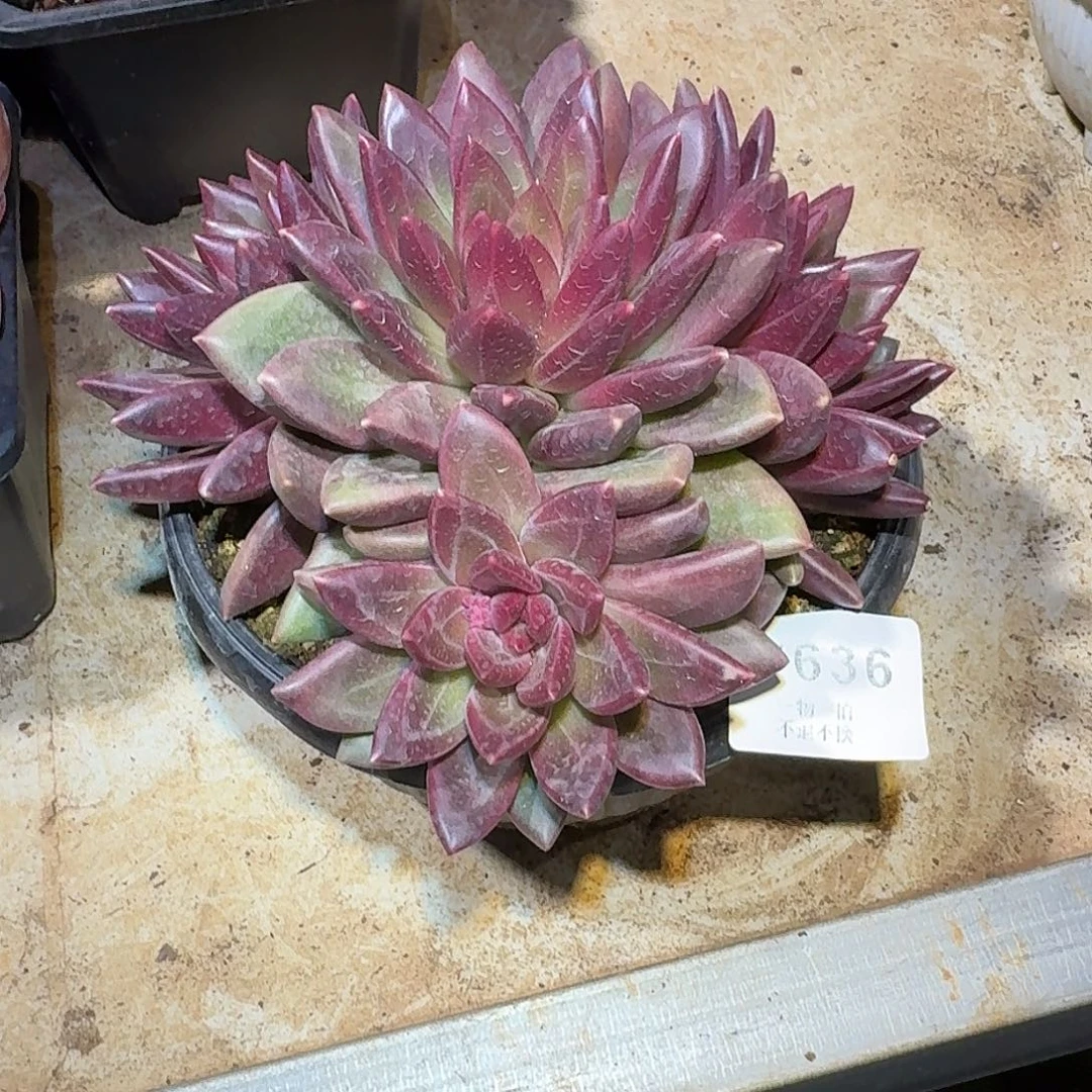 苏***苏7636号迷雾泡泡多肉
