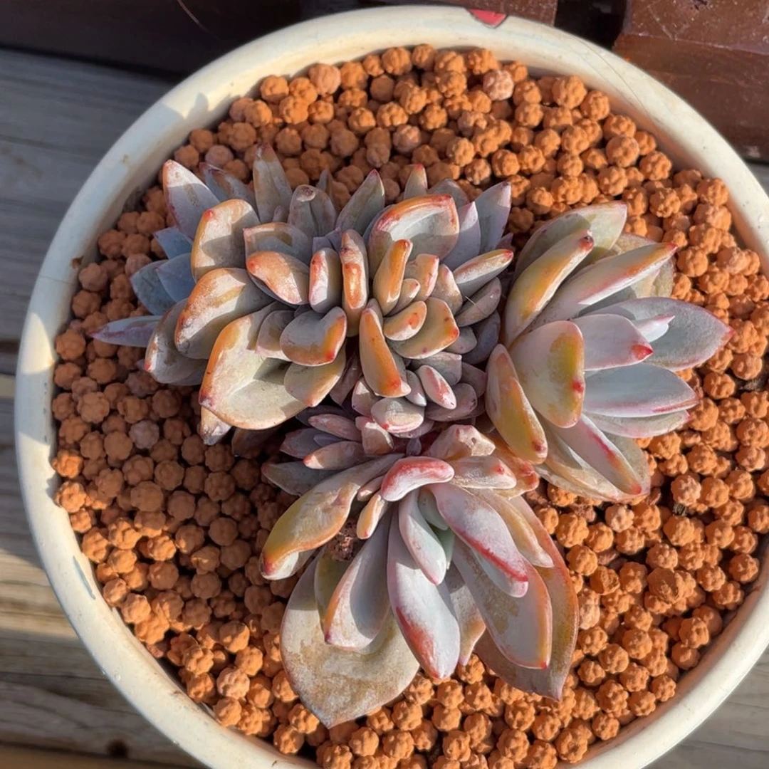 韩版奶茶朵朵缀128