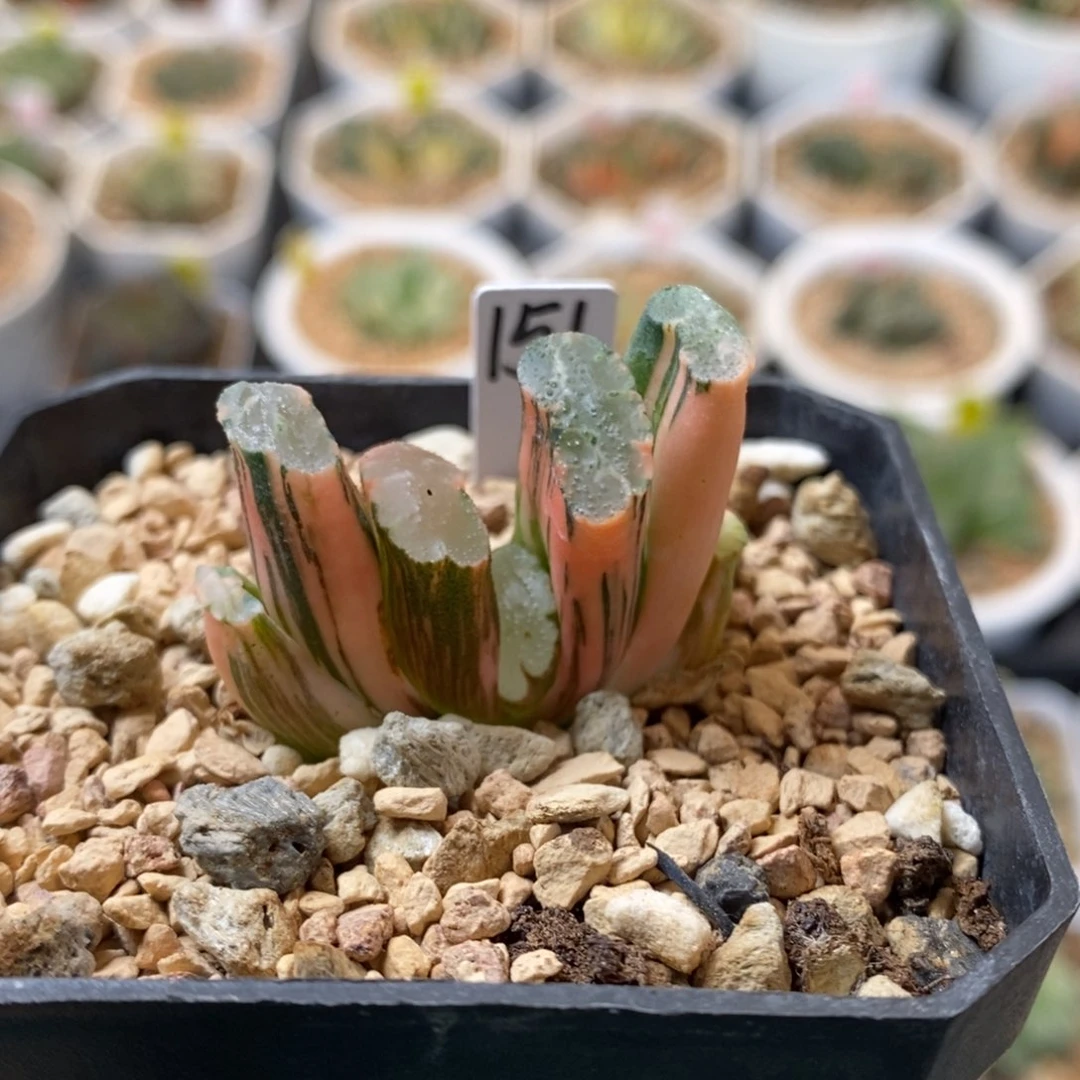 151号北斋玉扇锦多肉