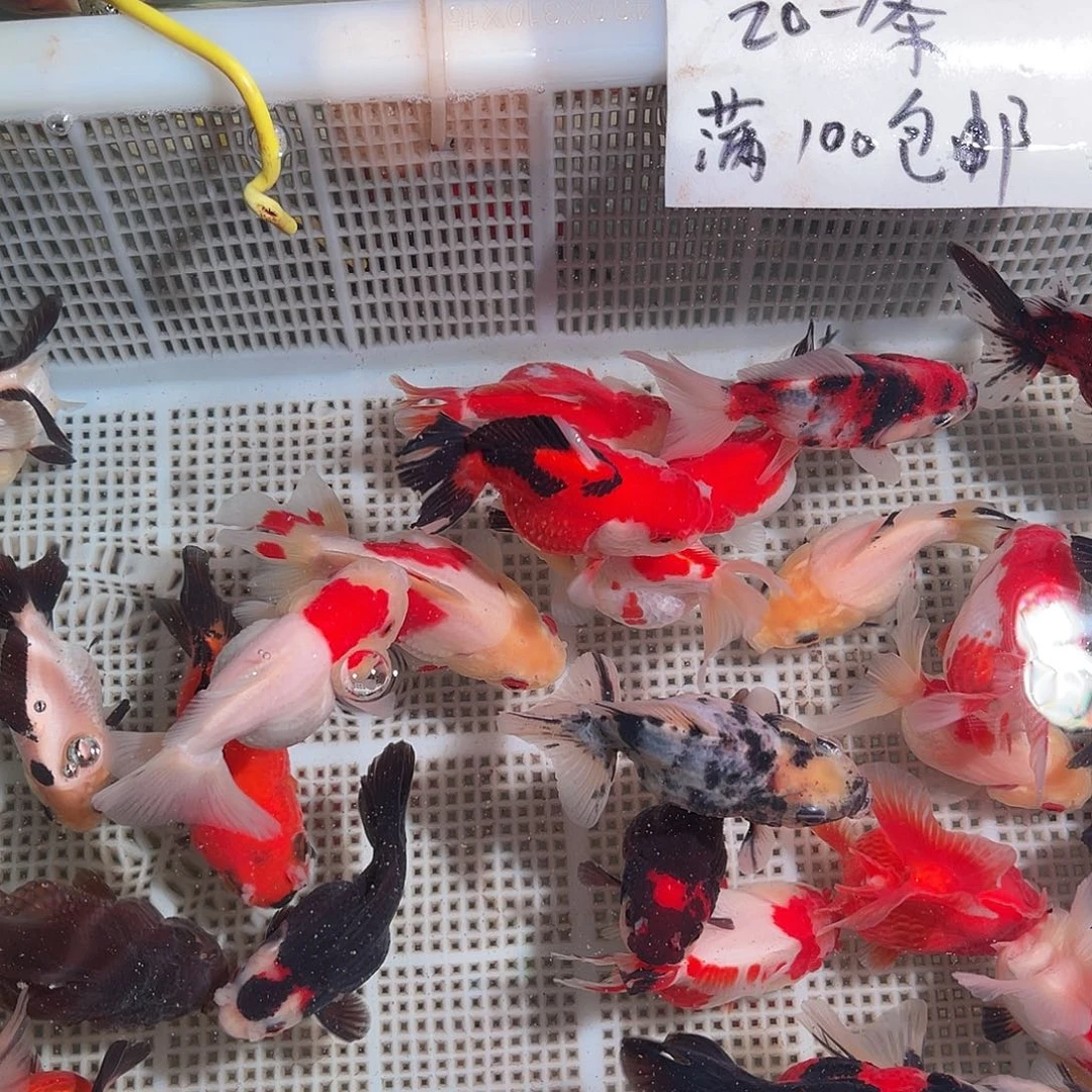 海水鱼淡水鱼 玛丽狮子