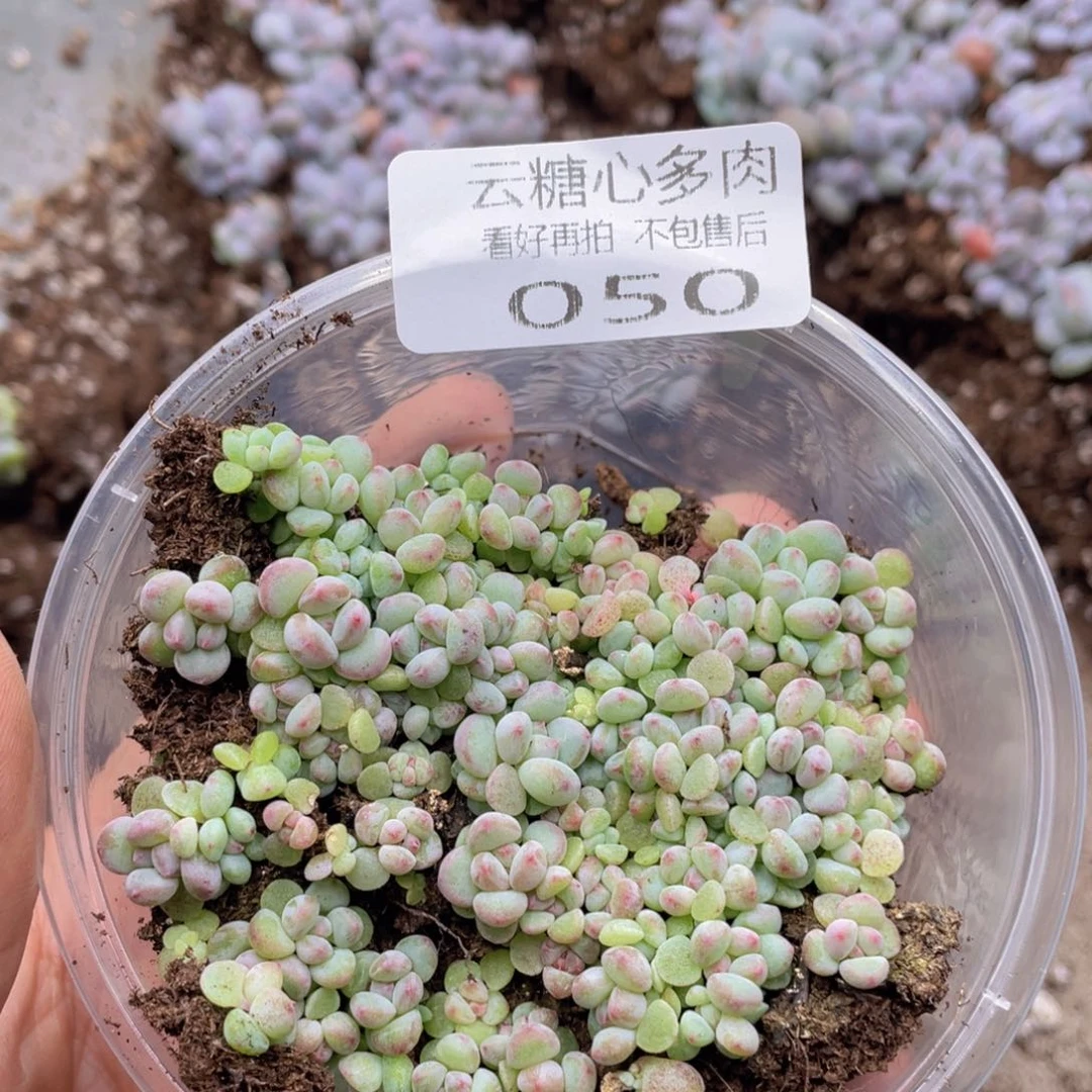 云糖心多肉植物50