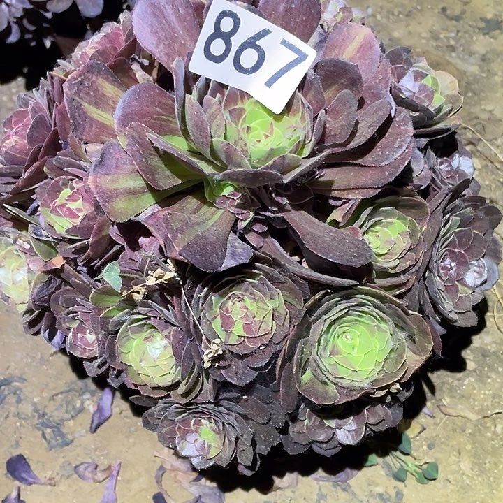 多肉植物法师867花月夜