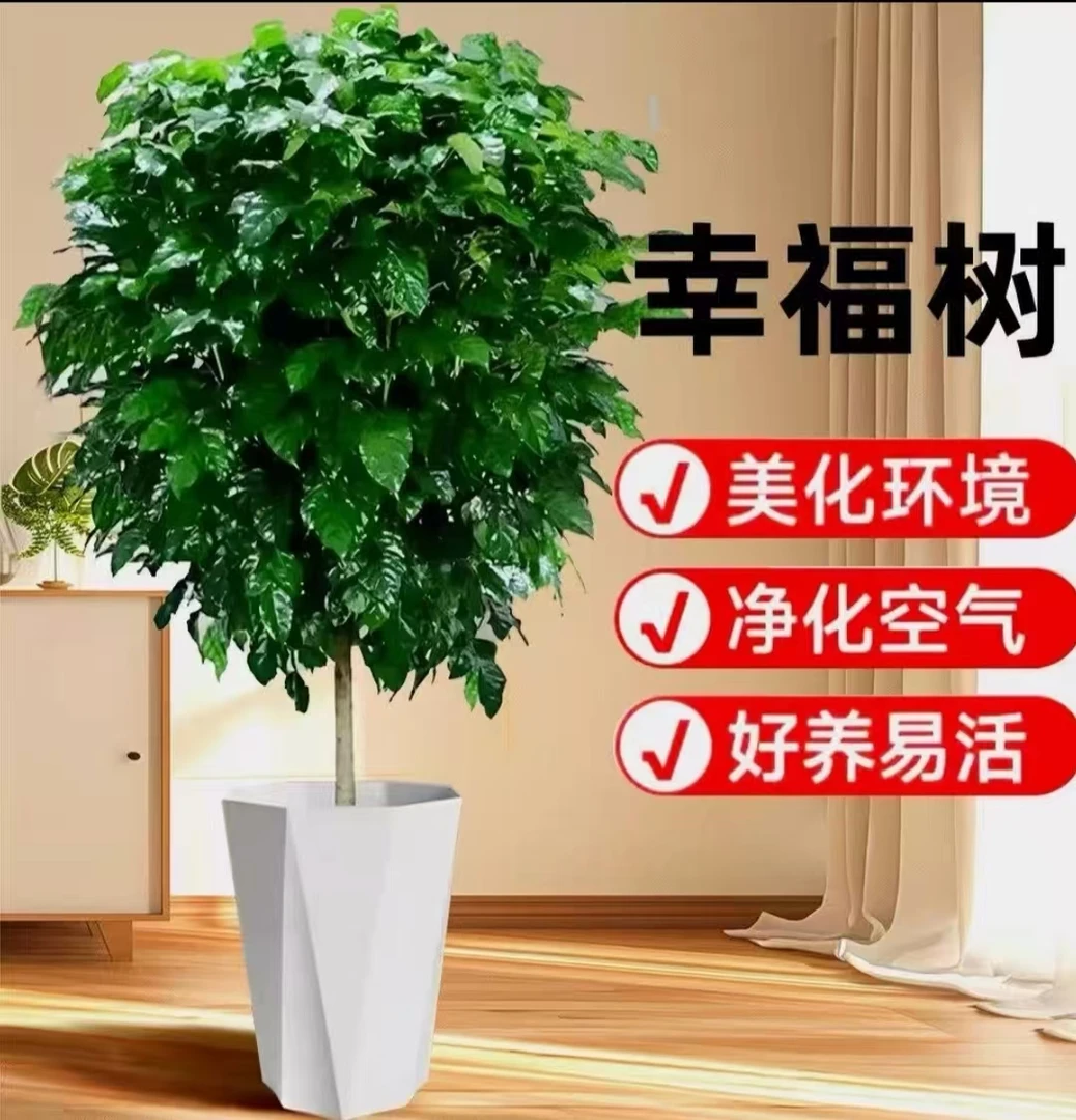 Z【80-100cm棒棒糖带白盆】幸福树独杆室内栽四季常青可吸醛好养活