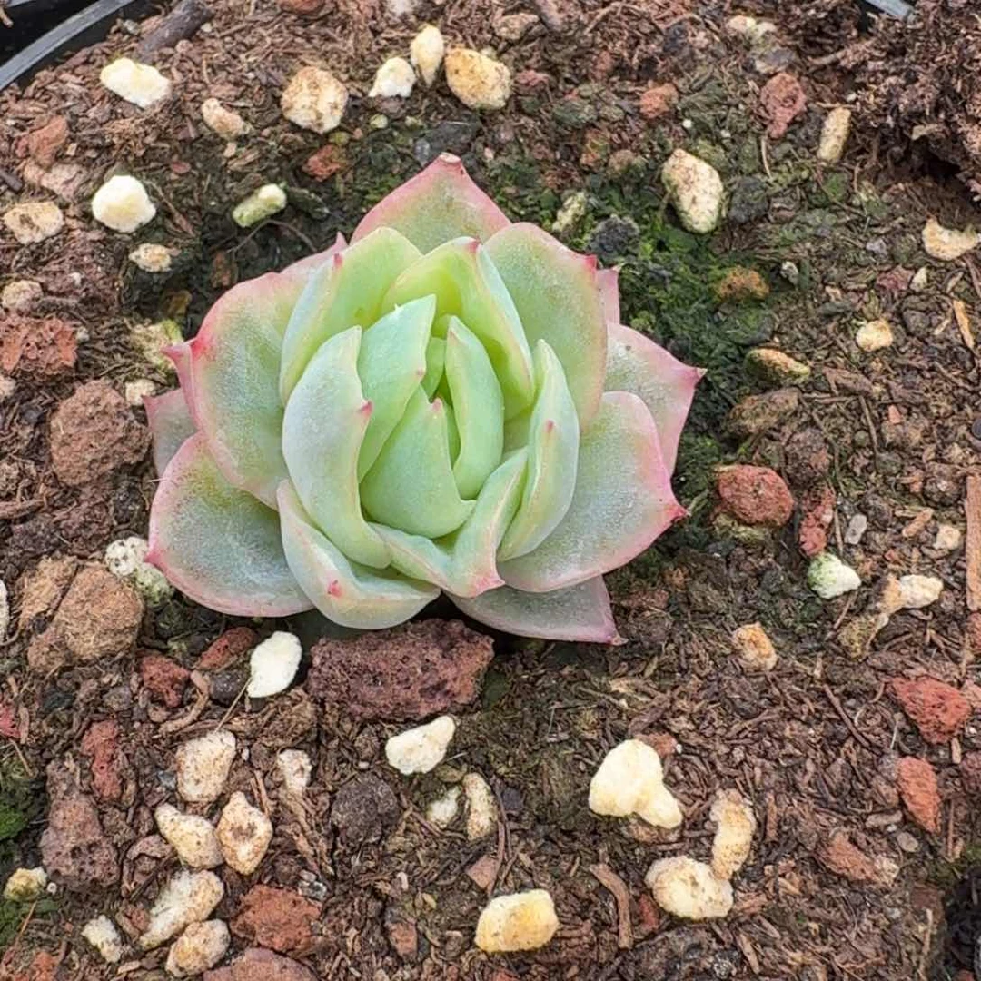 三号玫瑰量拍22-134