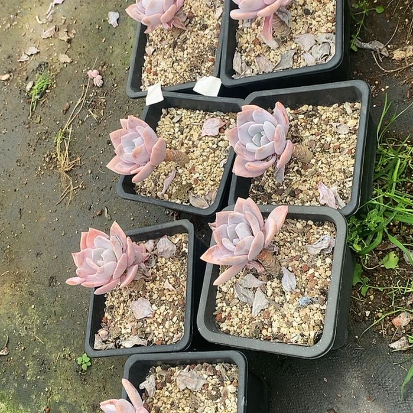 【闪购商品】伊*陈红茶7颗