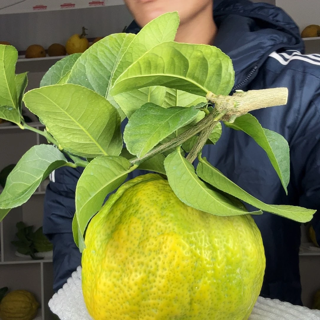 飘***妖香水柠檬云南高山大香橼